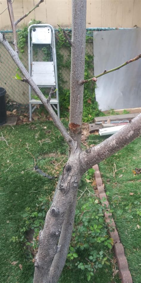 How to prune this peach tree : r/gardening