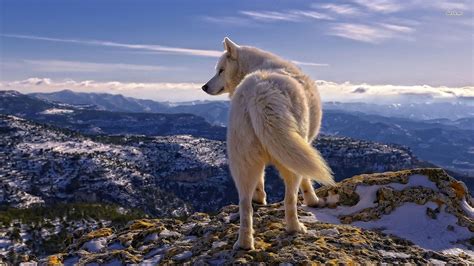 Ice Wolf Wallpapers - Top Free Ice Wolf Backgrounds - WallpaperAccess