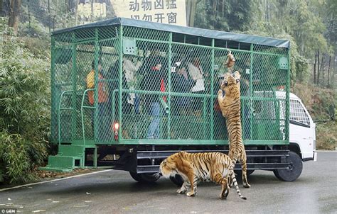 World's Most Ferocious Zoo Where People Are Caged And Animals Roam Free