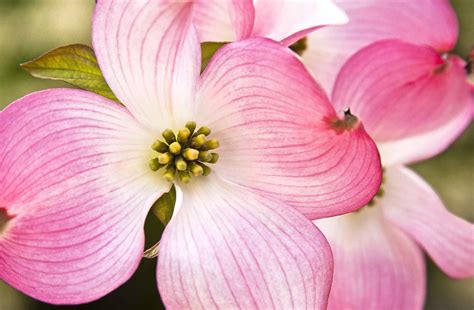 Photo Gallery: Flowering Dogwood Blooms