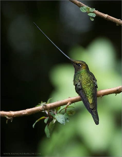 Sword-billed Hummingbird | Focusing on Wildlife