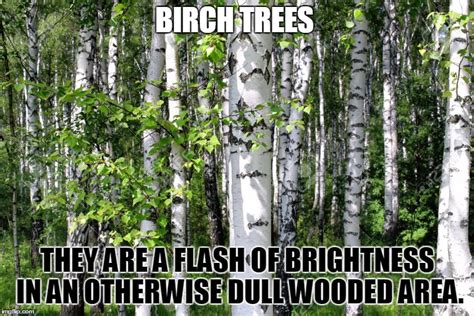 Birch trees - Imgflip