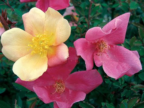 Rosa chinensis 'Mutabilis' | Rose, Flowers