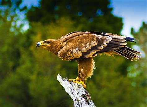 Steppe Eagle Photograph by Bill Barber