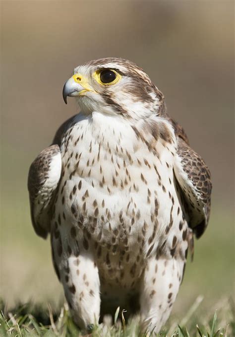 Prairie Falcon Perches On The Ground Photograph by David Ponton - Fine Art America