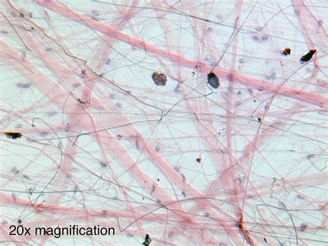 Solved Below is a light microscope image of areolar | Chegg.com