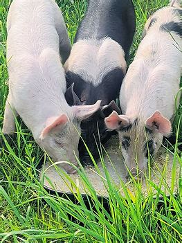 Whole and Half Pig Shares | Cherry Acre Farms