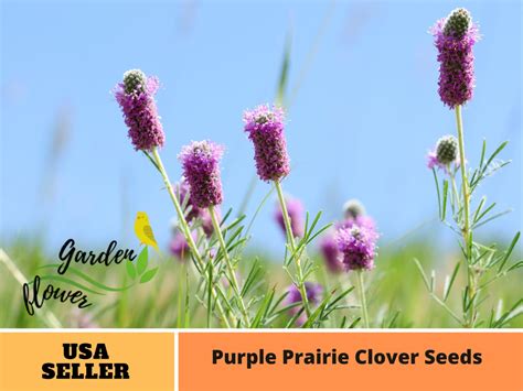 40 Seeds Purple Clover Seeds-perennial authentic - Etsy