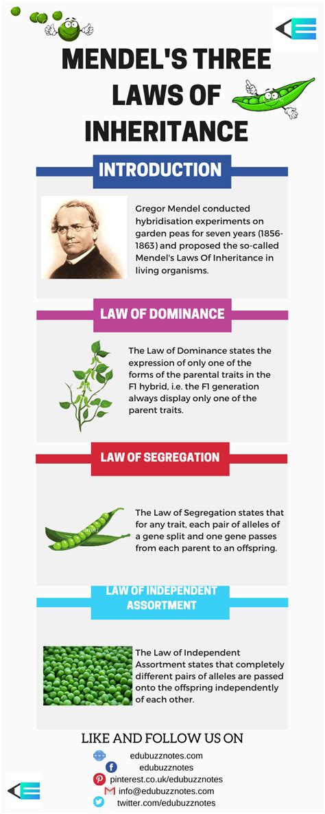 Mendel's Laws Of Inheritance | Mendel's Three Laws | Biology facts, Learn biology, Basic anatomy ...