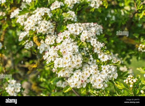 Crabapple tree blossom Stock Photo - Alamy