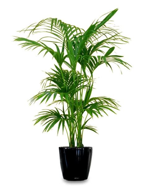 18 Best Large Indoor Plants | Tall Houseplants for Home and Offices | Balcony Garden Web