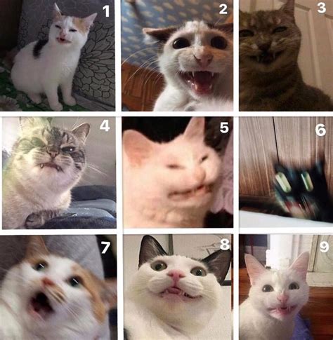 which cat mood are you