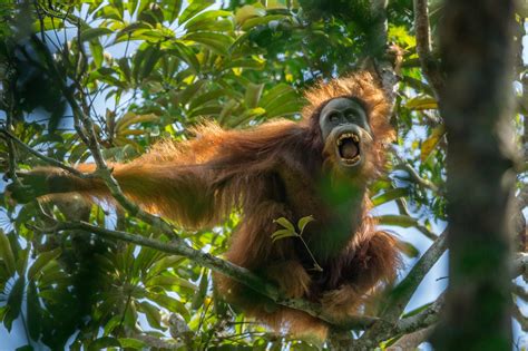 New Orangutan Species Could Be the Most Endangered Great Ape - The New York Times