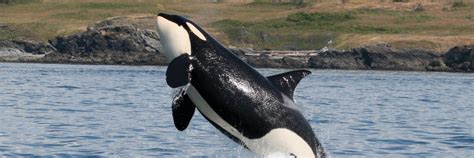 Southern Resident Killer Whales: Facts, Info & More | WWF.CA