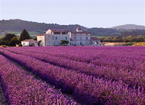 Lavender Fields, UK and France | 20 Unbelievably beautiful places.