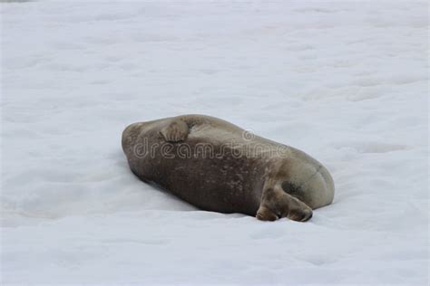 Antarctica - Seals stock photo. Image of bluesky, adventure - 53159844