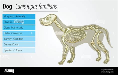 Isolated canis lupus familiaris Stock Vector Images - Alamy