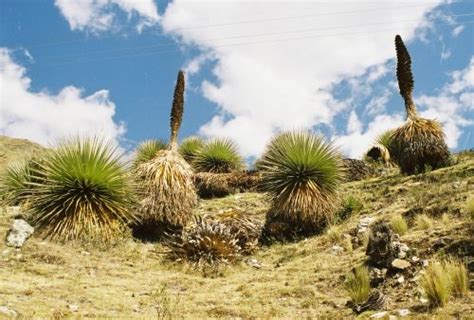 Flor Y Fauna De La Cordillera De Los Andes