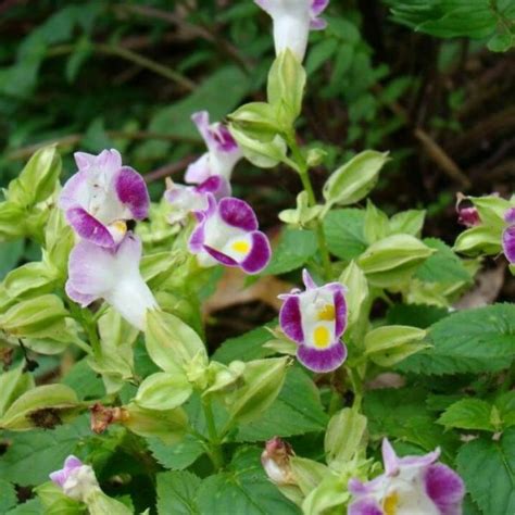 Torenia Seeds, Purple, Flower Seeds#55 – Rooted Retreat