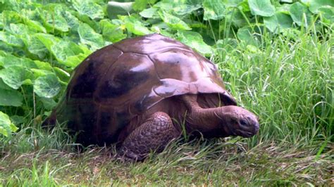 Meet Jonathan, the 187-Year-Old Tortoise and the World's Oldest Land Animal | Mental Floss