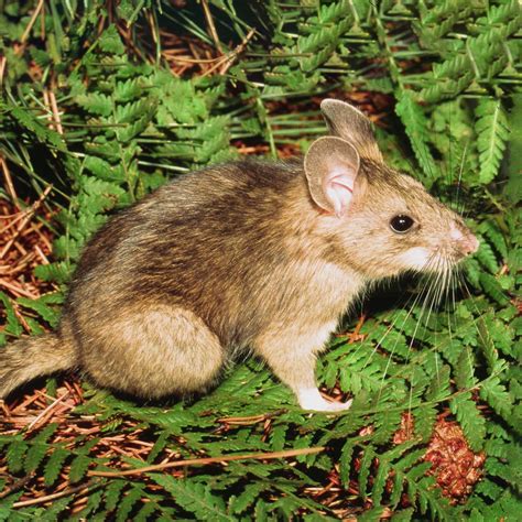 Bushy-tailed Woodrat - Nature Companion