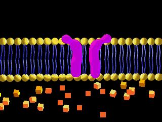 Osmosis and Diffusion