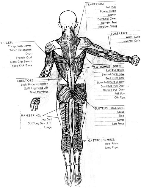 Muscle Chart With Names