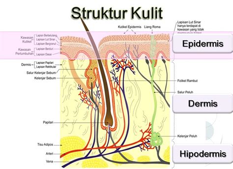 Bagaimana Lapisan Struktur Kulit Manusia? | Belajar Sampai Mati