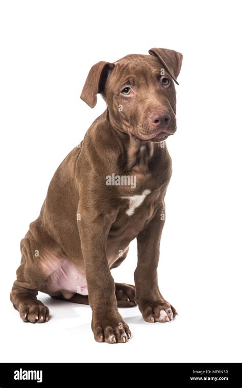 Pitbull puppy hi-res stock photography and images - Alamy