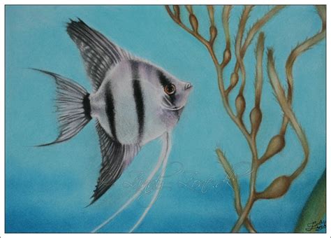 Angelfish by Zindy on DeviantArt