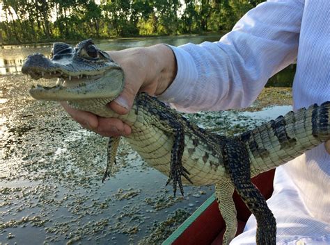 Alligators, bears and cougars: inside Long Island’s exotic pet trade ...