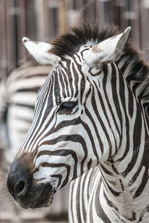 Zebra head close-up. — Stock Photo © viliam.mucha@gmail.com #167027270