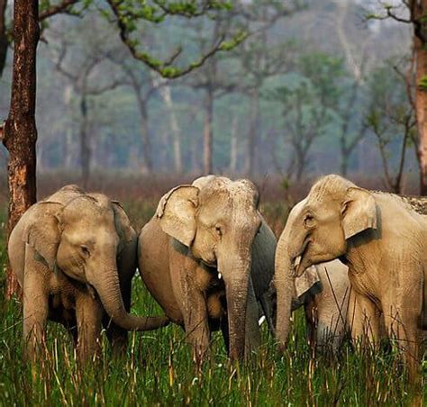 Wildlife in Assam | National Parks & Wildlife Sanctuaries in Assam