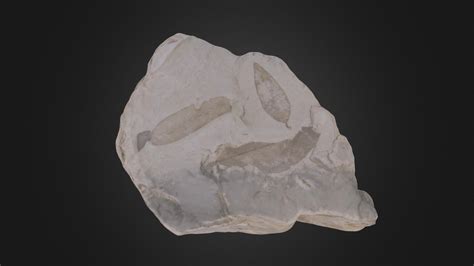Angiosperms: Fossil plant leaves (Cornell Univ.) - Download Free 3D model by Digital Atlas of ...