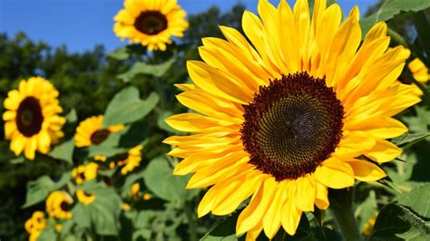 Sunflowers: Planting, Growing, and Caring for Sunflowers