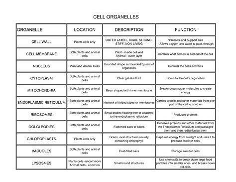 Image Result For Cell Organelles And Their Functions Chart | Cell organelles, Organelles ...