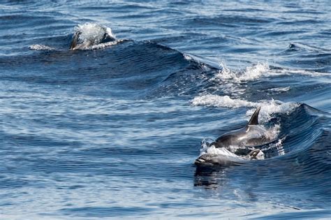 Premium Photo | Common dolphin jumping outside the ocean