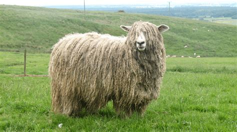 Lincoln Longwool Sheep - Slow Food in the UK