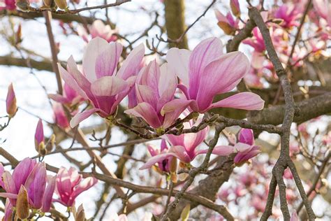 Spring Flowers-Pink tulip tree-Howard County Indiana Photograph by ...