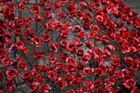 It's almost Remembrance Sunday again, so people are arguing about wearing poppies on TV