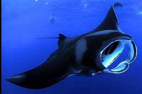 2024 Night Manta Ray Adventure on the Big Island, Hawaii