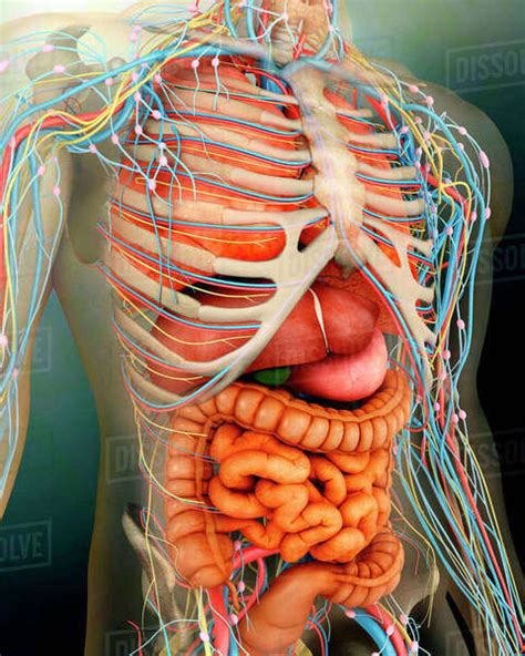 Back Bones In Human Body / Bones of the Human Body - Anatomy ...