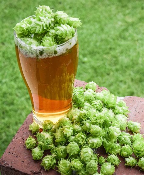 International Herb Association Names Hops the 2018 Herb of the Year ...