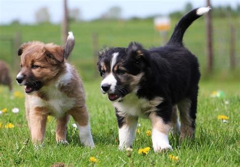 Akita Border Collie Mix (Physical Look, Lifespan and Temperament)