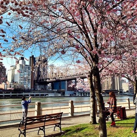 Roosevelt Islander Online: Fantastic Roosevelt Island Cherry Blossoms Blooming Today, It's ...