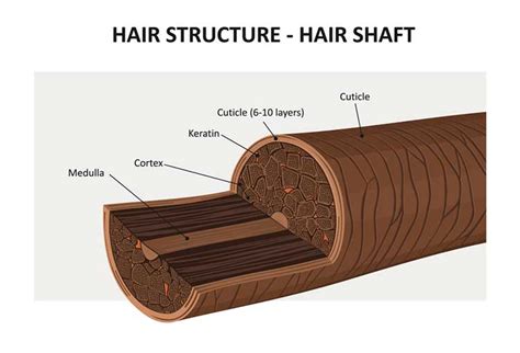 Human Hair Structure Anatomy: Help You to Know About Your Hair