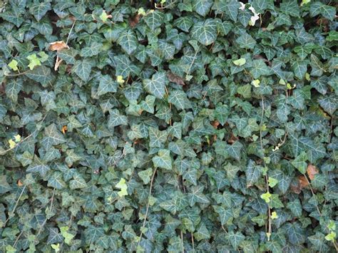 Ivy Wall Background - Stock Photos | Motion Array