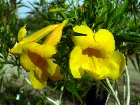 Tecoma-Stans-Yellow-Bells-1 - Tohono Chul - Tucson, AZ