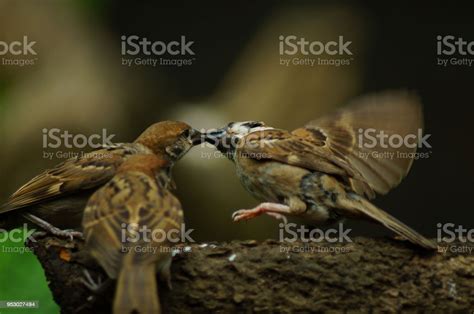 Philippine Maya Bird Or Eurasian Tree Sparrow Perching On A Tree Branch Mouth Feeding Each Other ...