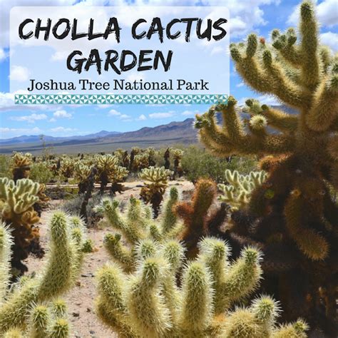 Katie Wanders : Cholla Cactus Garden - Joshua Tree National Park